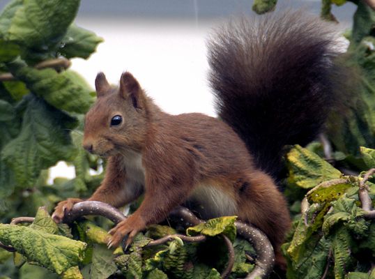 Eichhörnchen