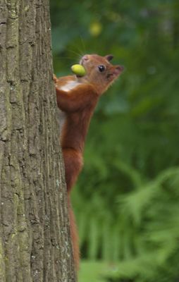 Eichhörnchen