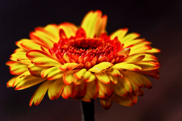 Gerbera