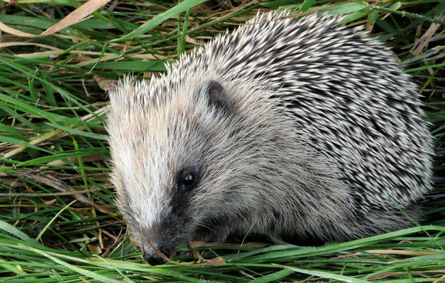 Igel