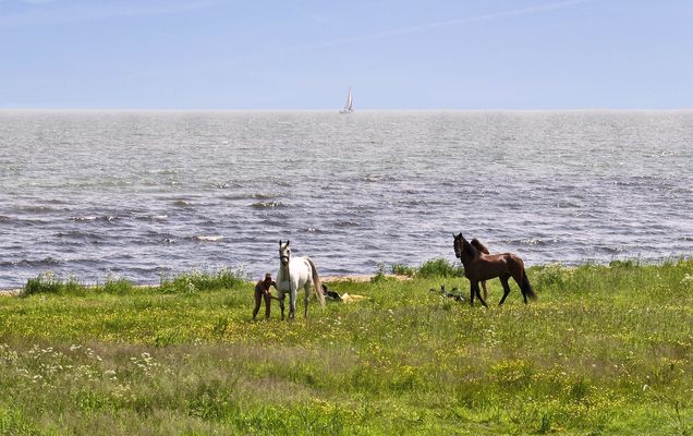 Pferde und Meer