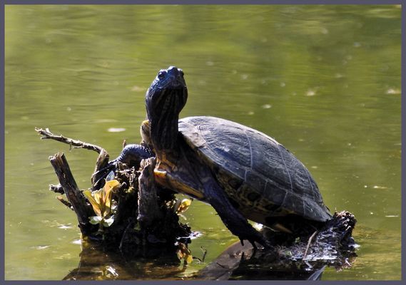 Schildkröte