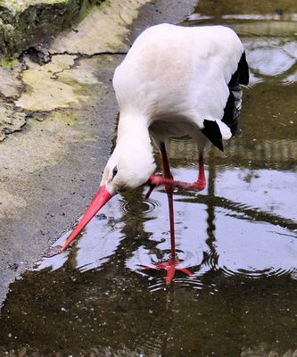 Storch