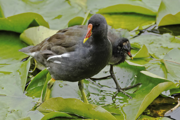 Teichhuhn