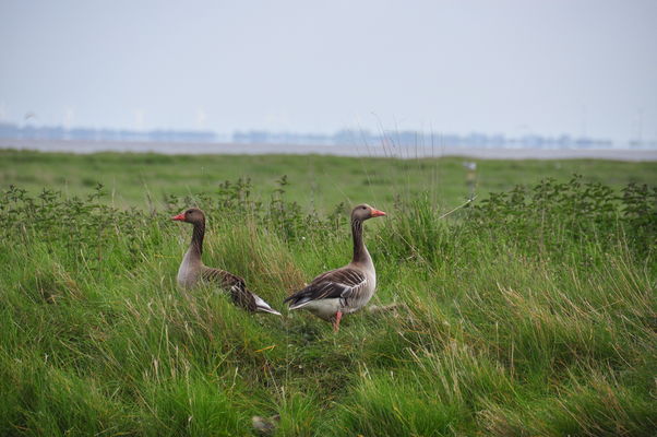 Wildgänse