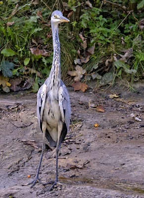 Fischreiher