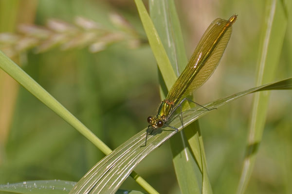 Libelle