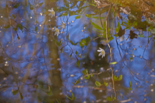 Natur im Wasserspiegel