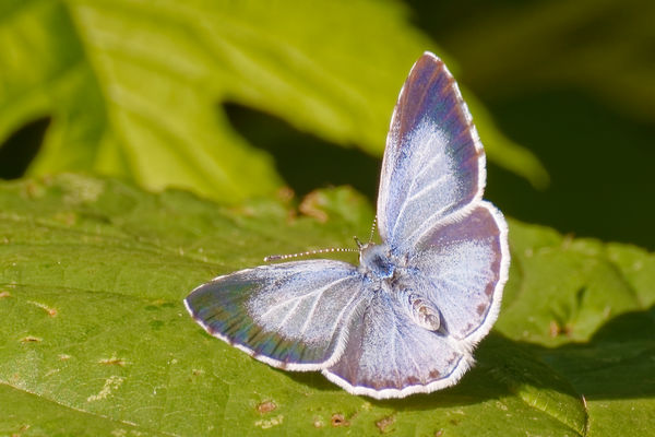 Schmetterling