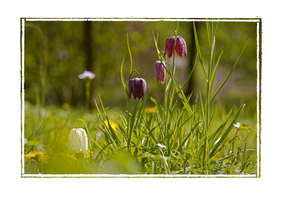 Schachbrettblumen