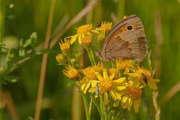 Schmetterling auf Blume