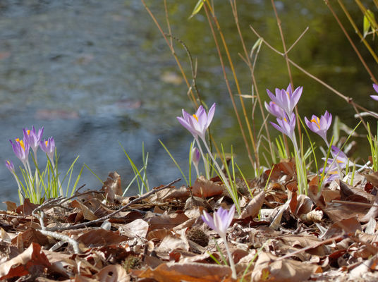 Der Frhling beginnt