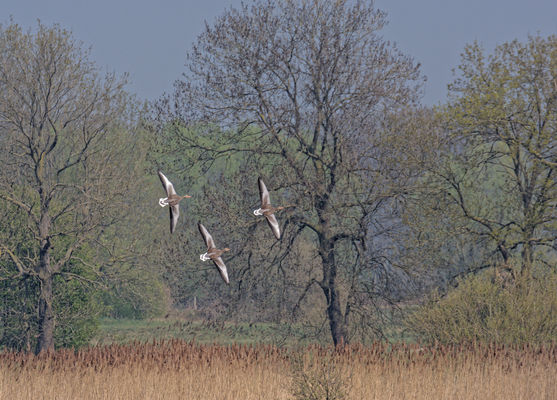 Die Flugshow