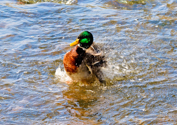 Das Freibad hat erffnet