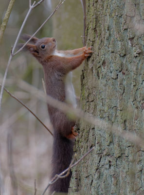 Eichhörnchen