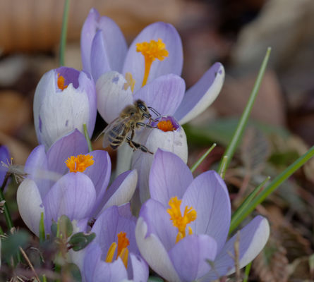 Frühling liegt in der Luft