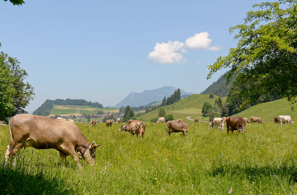 Khe auf einer saftigen Wiese