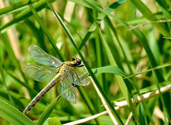 Libelle