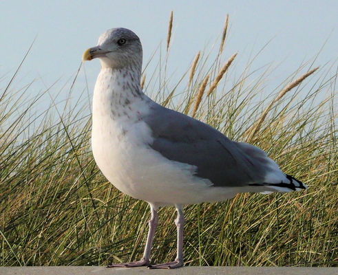 Möwe