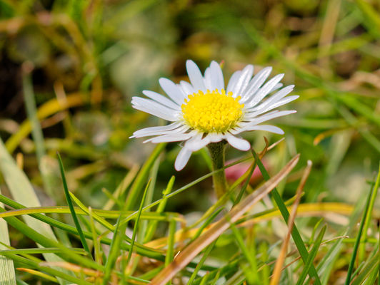 Gänseblümchen