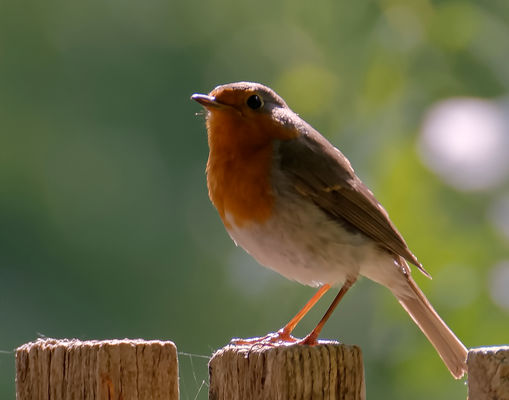 Rotkehlchen