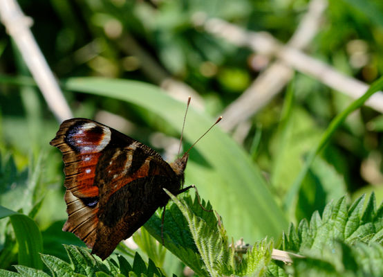 Schmetterling