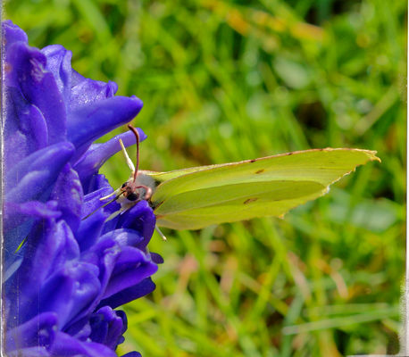 Schmetterling