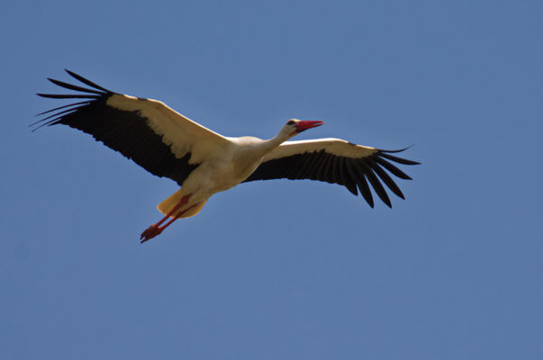 Storch