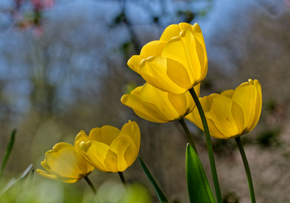 Tulpen