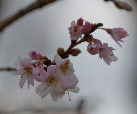 Zarte Blüten