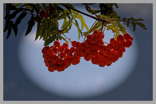 Rote Beeren