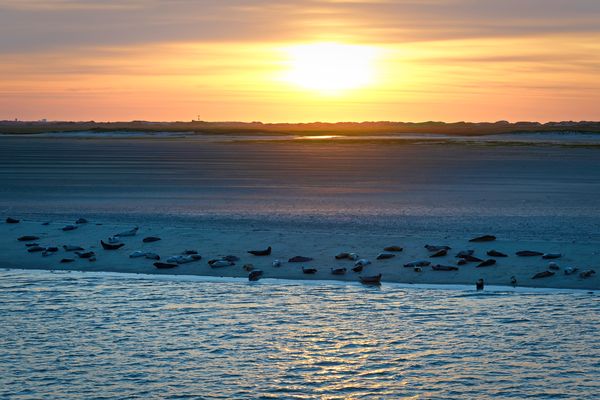 Seehunde auf der Sandbank vor Norderney