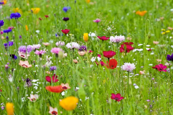 Blumenwiese