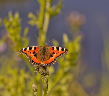 Schmetterling