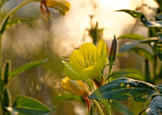 Gelbe Blüte