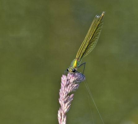 Libelle