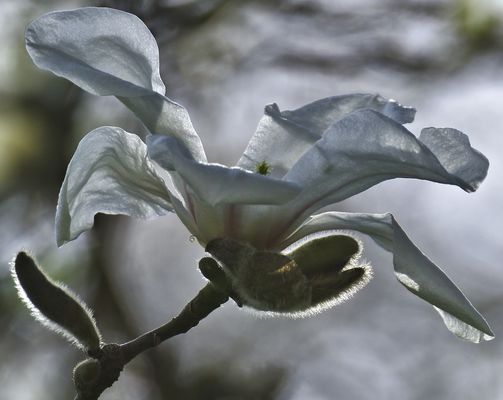 Magnolienblüte