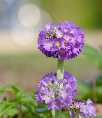 Blümchen