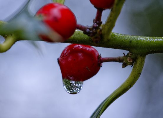 Rote Beeren