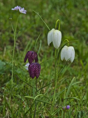 Schachbrettblumen