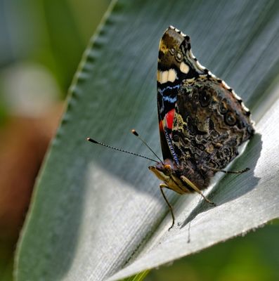 Schmetterling