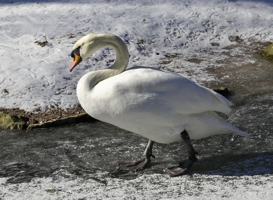 Schwan auf Eis