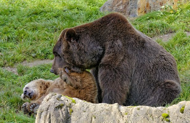 Teddyspiele im Teutoburger Wald